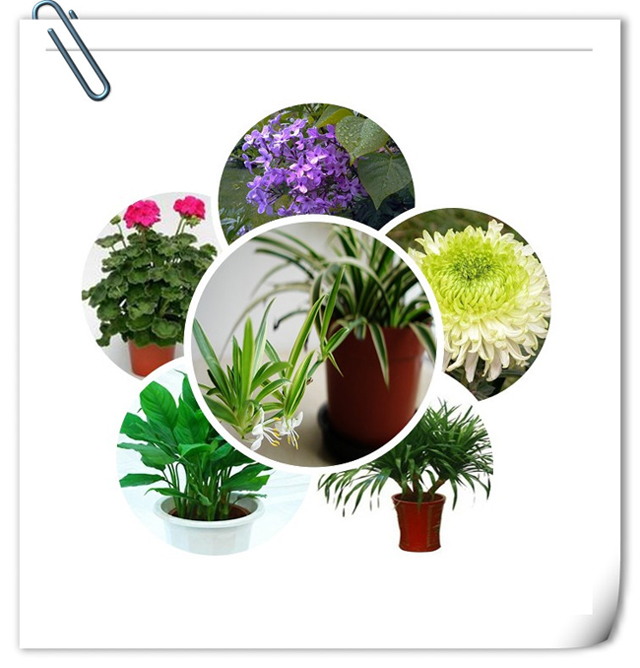 办公室午夜视频免费在线设计植物选择.jpg
