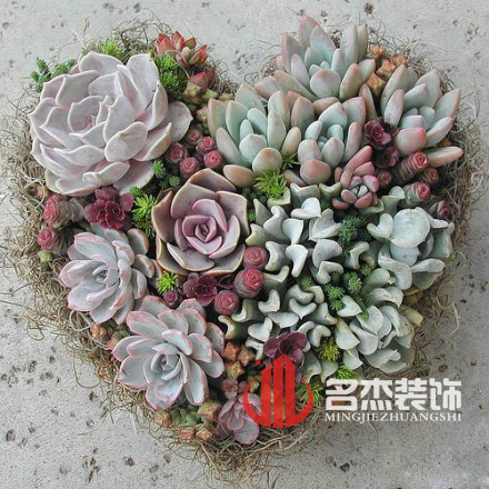 办公室午夜视频免费在线风水之多肉植物.jpg