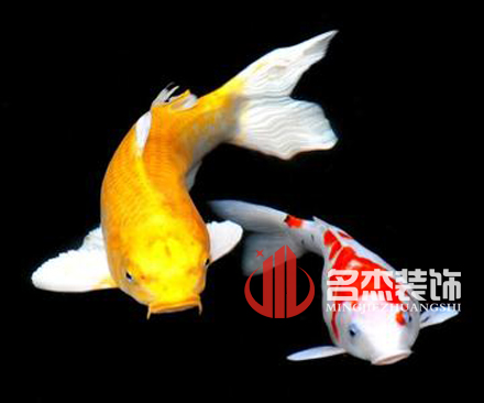 办公室午夜视频免费在线风水之养殖金鱼.jpg
