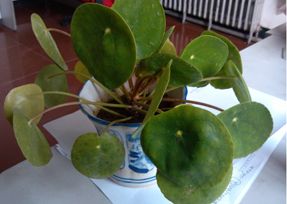 办公室午夜视频免费在线设计之叶子大植物.jpg
