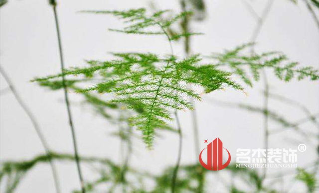 办公室午夜视频免费在线风水之绿植.jpg