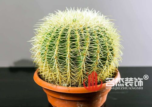 办公室午夜视频免费在线风水之仙人掌.jpg